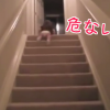 階段から落ちそうな赤ちゃんにこの後、スゴイ出来事が！？