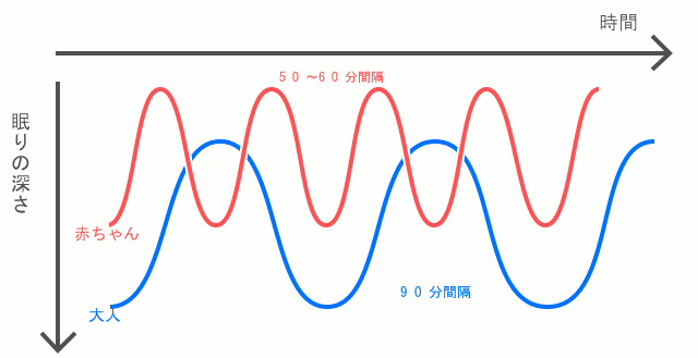 新生児の睡眠 知っておくべき8つの事実｜睡眠サイクルと脳の発達